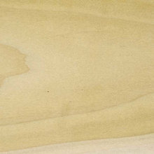 American Poplar Tulipwood