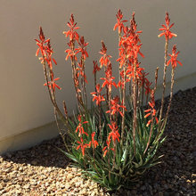 Blue Elf aloe
