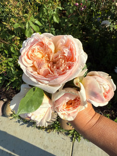 Roses in my garden 2025