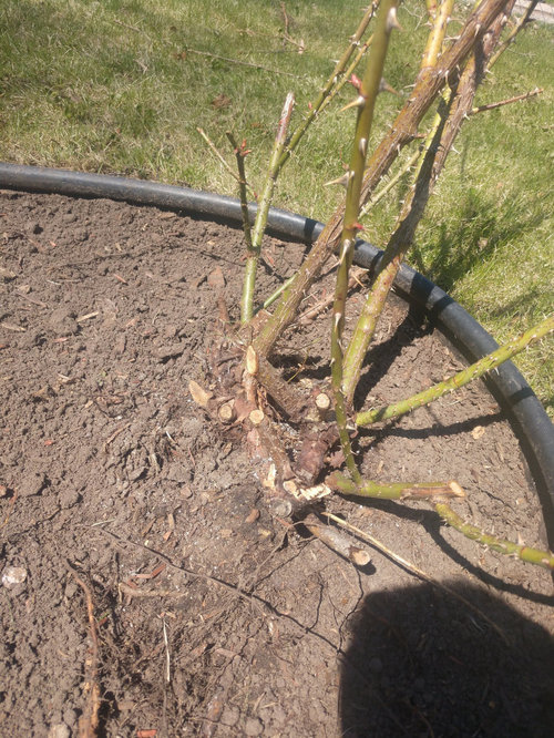 HELP MY ROSE BUSH