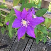 Suzanne Healy's photo