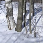 Lisa Bassi's photo