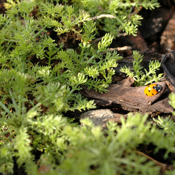 chamomile and ladybird
