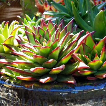 Succulent Arrangements