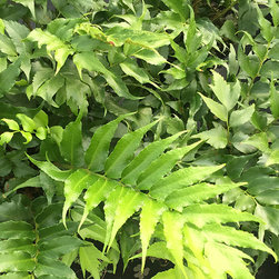 Current Featured Plants - Products