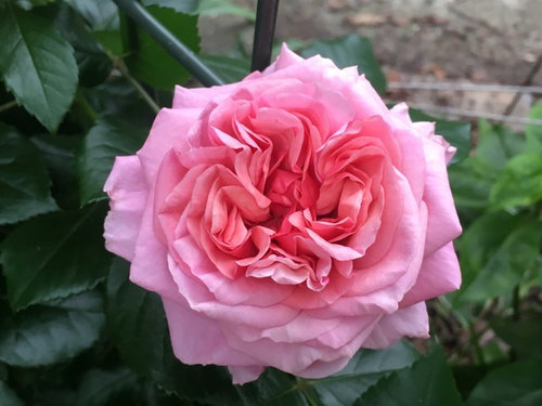 First flush of roses in my garden (finally!) | Houzz Forum