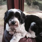 Georgina McDougall's photo