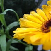 Andrea Kessner's photo
