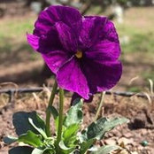Tricia Korsan's photo