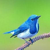 nicole chassaing's photo