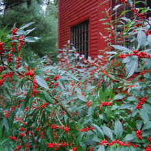 plants