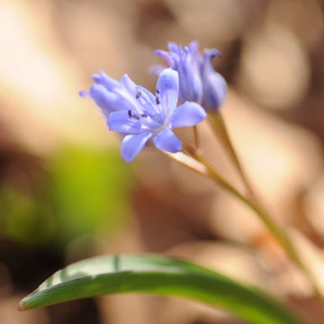 Scilla bifolia