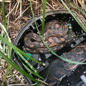 Holistic Pest Control Services, Austin, TX