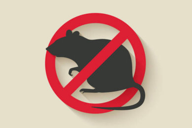 Rodent Proofing and Attic Decontamination
