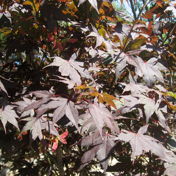Emergence d'un jardin zen