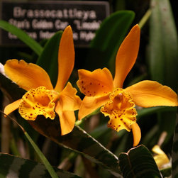orchids - Products