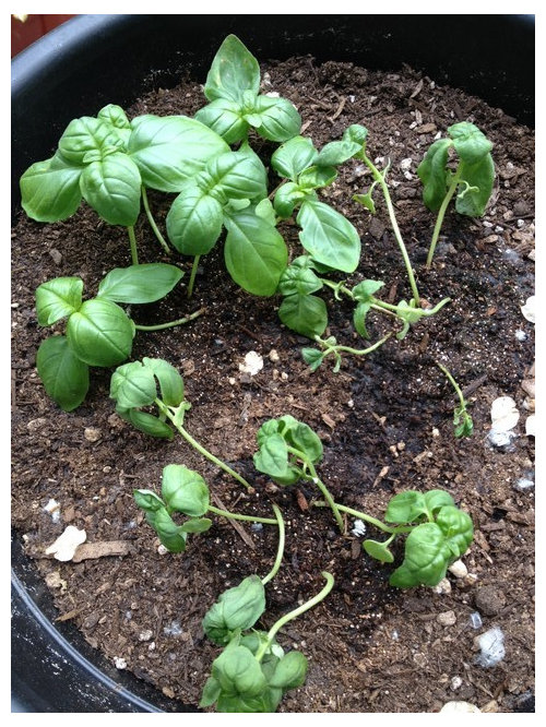 Wilting Basil Seedling