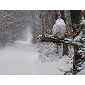 Carole Dufours foto