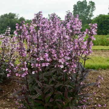 'Midnight Masquerade' Beardtongue