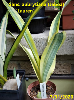 Sansevieria Lauren | Houzz Forum