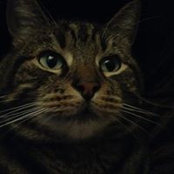 Susan Williamson's photo