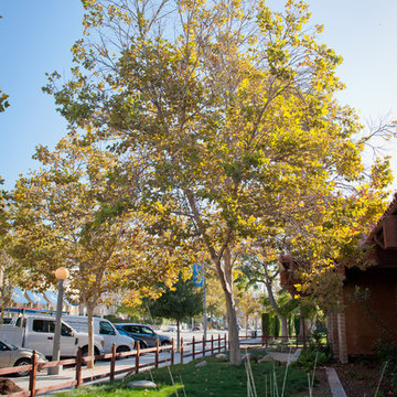 Sycamore Tree Shaded Garden