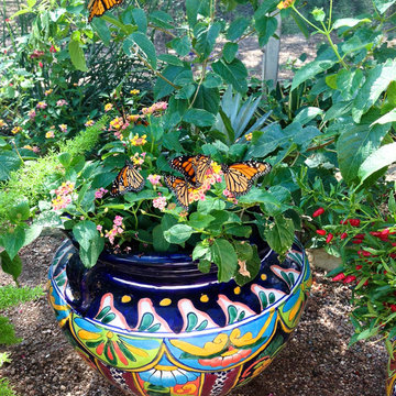 Create a Butterfly & Hummingbird in Containers