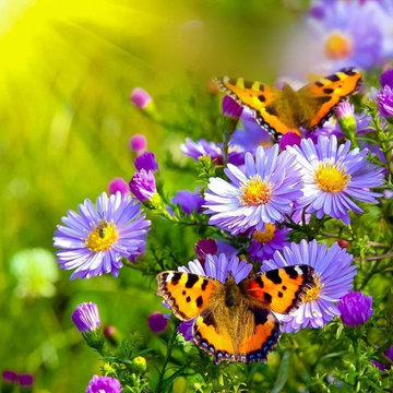 Gorgeous | Summer | Gardens