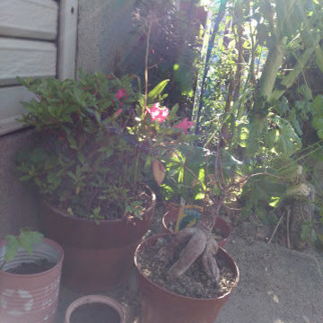 strawberry office at 2017 year.