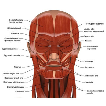 Facial Muscles Of The Human Head. Print