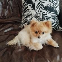 cute dogs