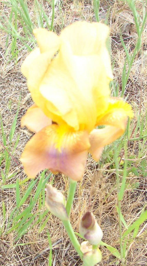 Please help with identification of these 6 heirloom irises.
