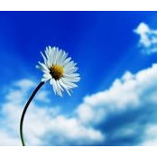 Sue Lemieux's photo