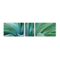 Agave Triptych - Products