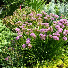 plantings