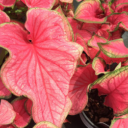 Current Featured Plants - Products