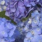 Margaret Lai's photo