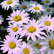 Dena Baican's photo