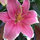 sandy_crisman