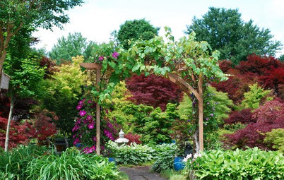 12 Japanese Maples for a Sunny Garden