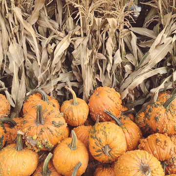F A R M - Seasonal Autumn