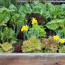 Veggie Garden