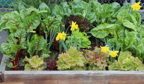 Grow a Kitchen Garden in 16 Square Feet