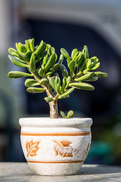 blue horse head philodendron Philodendron bipennifolium (horse head)in Decorative Pot main image 1
