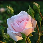 Doha Fawal's photo