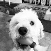 Radu Barzan's photo
