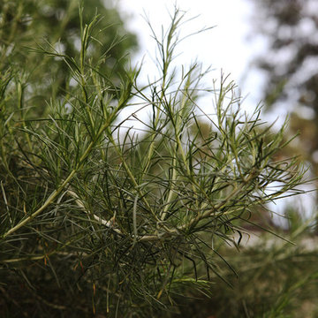 2017 Native Plant Garden Tour