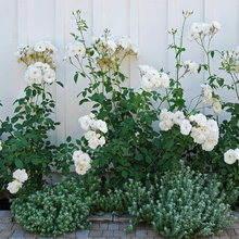 White Roses