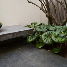 Foliage Plants
