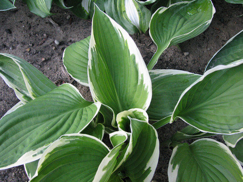What Hosta Varieties Do I Have? (PICS)